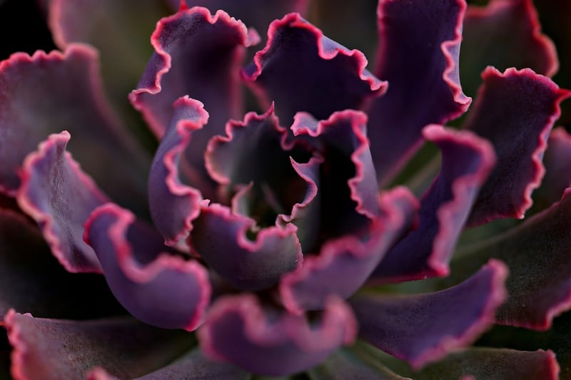 Succulent Delights
