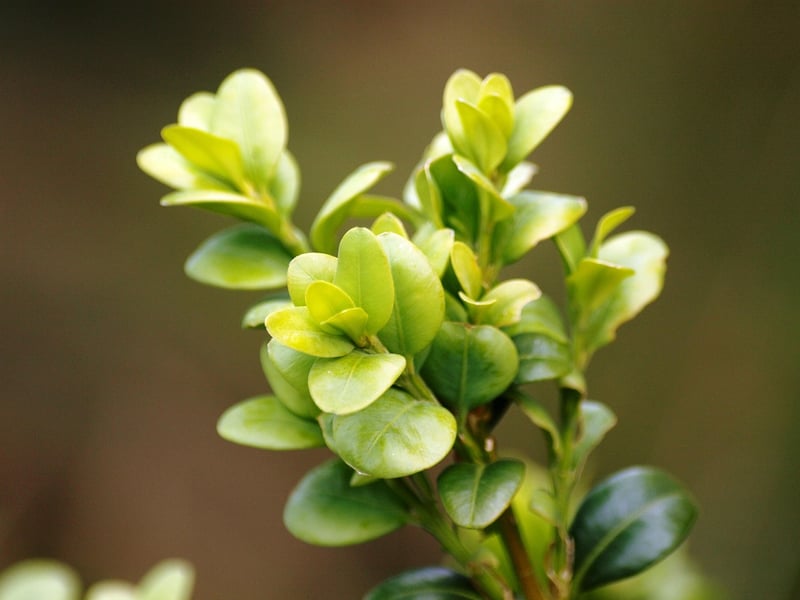 Boxwood Shrub
