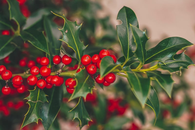 Holly Berries