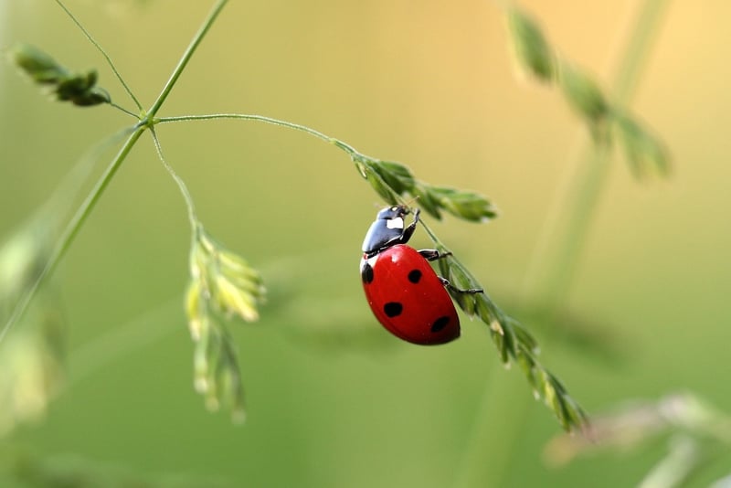 Ladybug in the Garden
