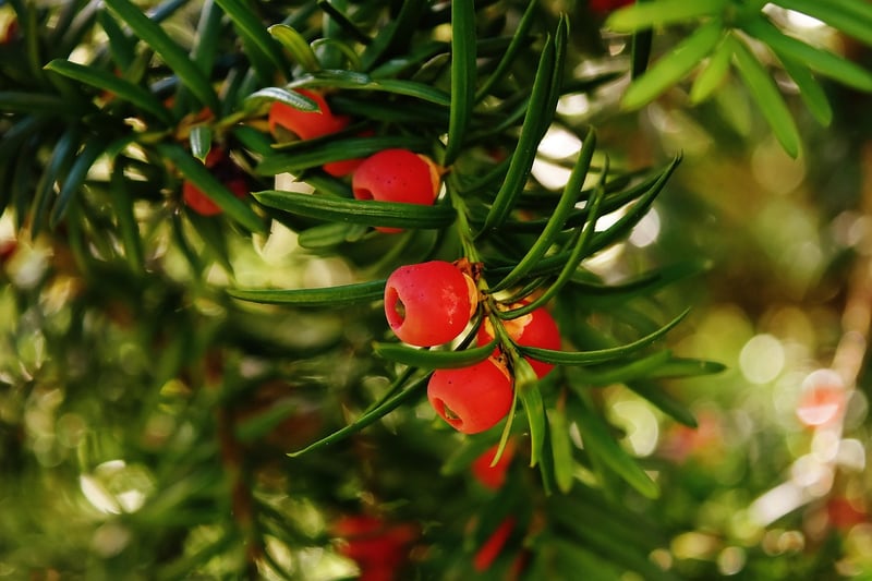 Yew Hedge